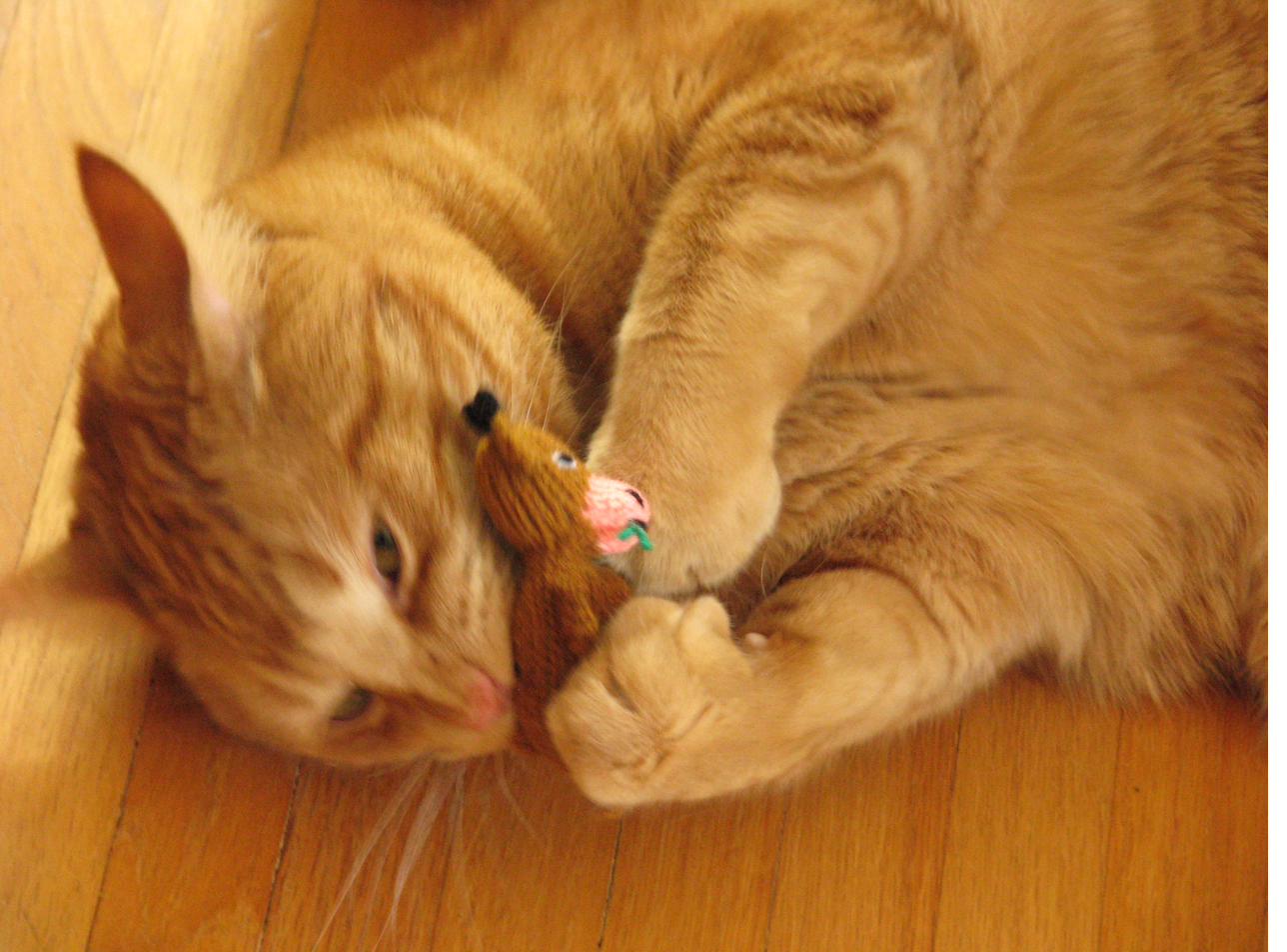Nugget eviscerating a toy