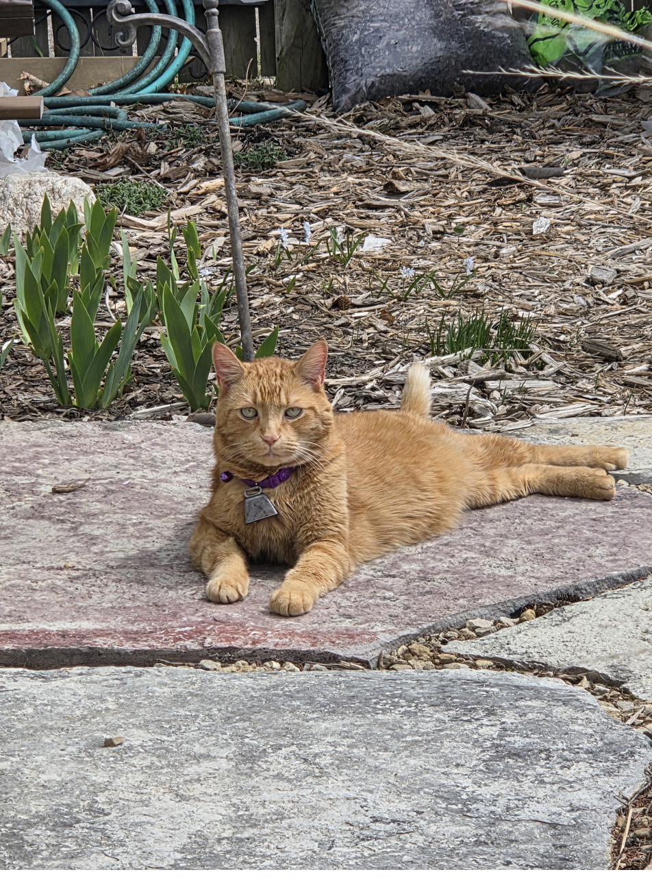 Nugget's collar